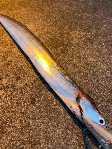 タチウオの釣果