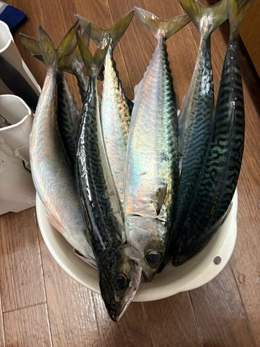 サバの釣果