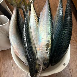 サバ