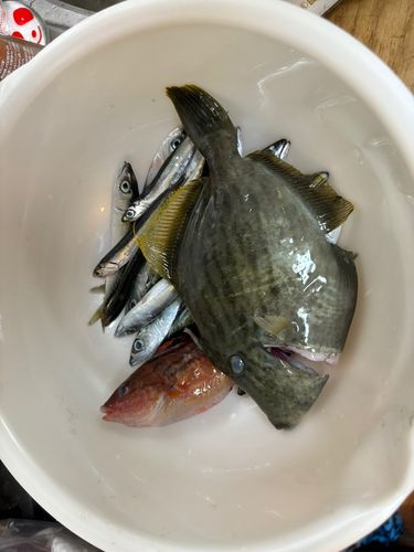 カワハギの釣果