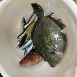 カワハギ