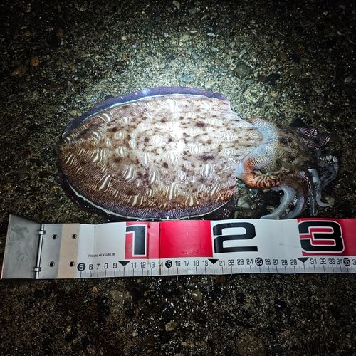 モンゴウイカの釣果