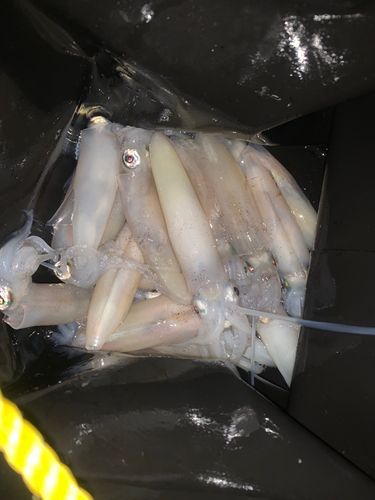マメイカの釣果