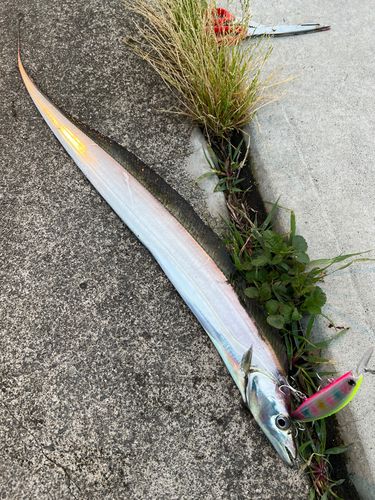 タチウオの釣果