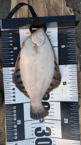クロガシラガレイの釣果