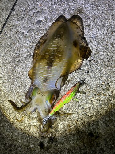 アオリイカの釣果