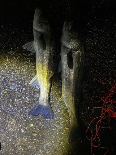 シーバスの釣果