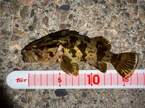 タケノコメバルの釣果