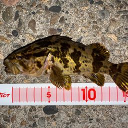 タケノコメバル