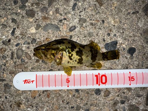タケノコメバルの釣果