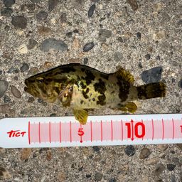 タケノコメバル