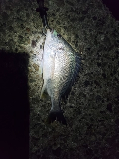 キビレの釣果