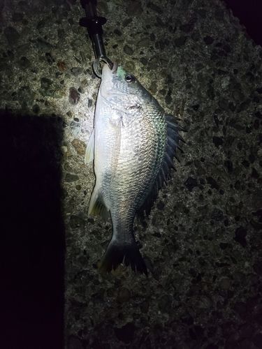 キビレの釣果
