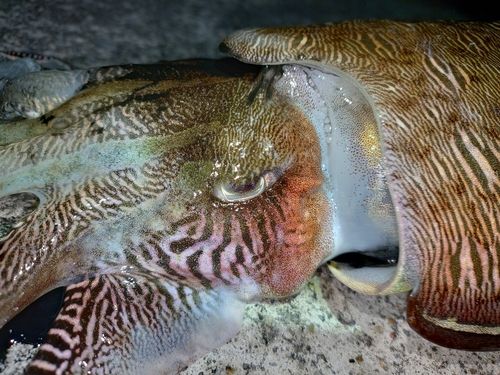 コウイカの釣果