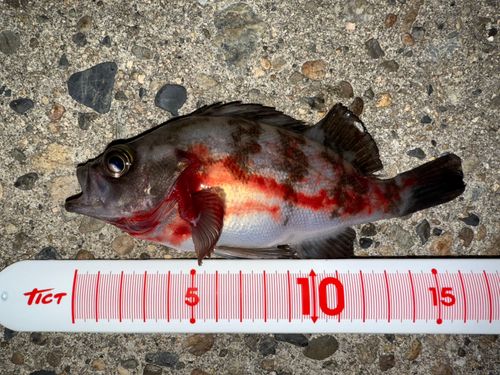 シロメバルの釣果