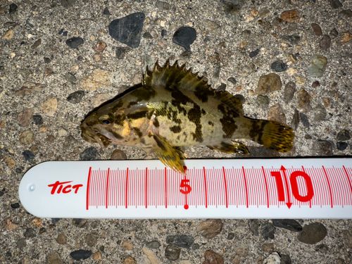 タケノコメバルの釣果