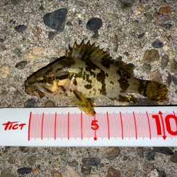 タケノコメバル