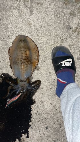 アオリイカの釣果
