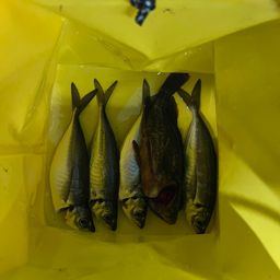アジ