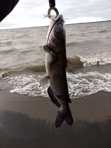 アメリカナマズの釣果