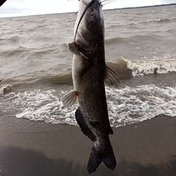 アメリカナマズ
