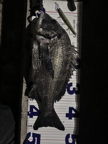 クロダイの釣果