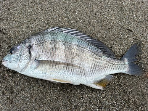 キビレの釣果
