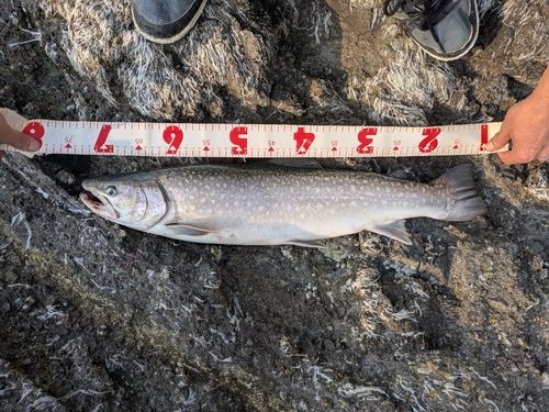 クロソイの釣果