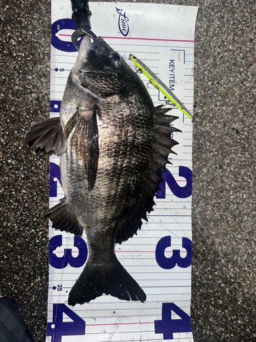 クロダイの釣果