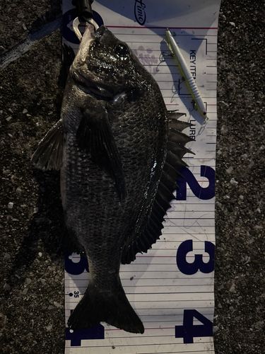 クロダイの釣果