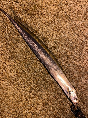 タチウオの釣果