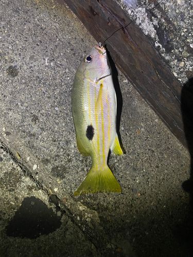 クロホシフエダイの釣果