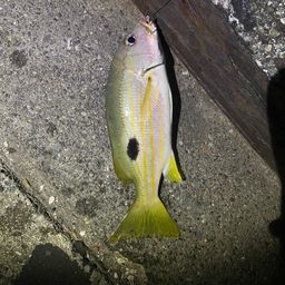 クロホシフエダイ