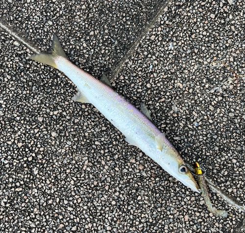 カマスの釣果