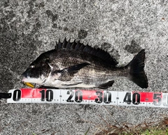 チヌの釣果