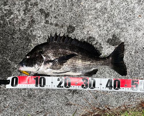チヌの釣果
