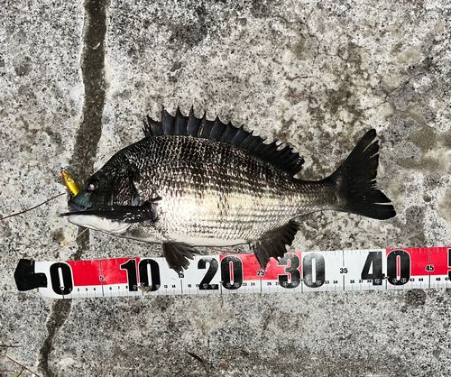 チヌの釣果