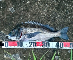 チヌの釣果