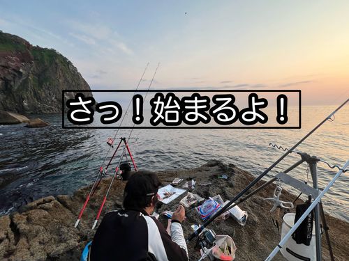 マゾイの釣果