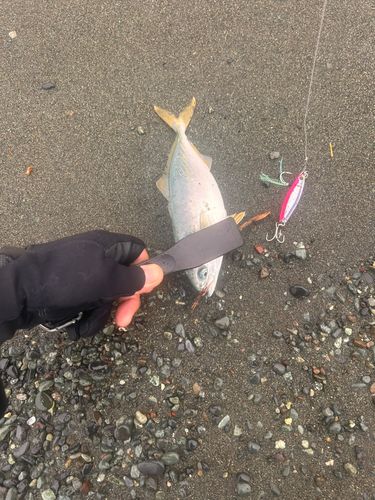 ワカシの釣果