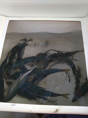 サバの釣果