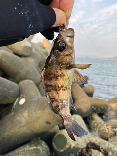メバルの釣果