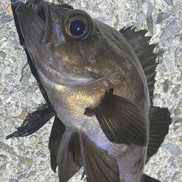 メバル