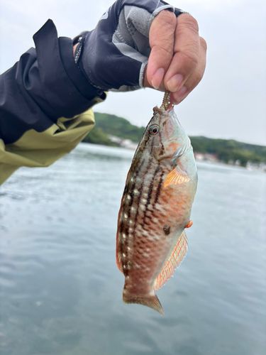 ホシササノハベラの釣果