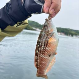 ホシササノハベラ