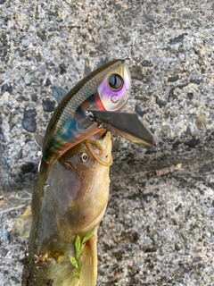 ナマズの釣果