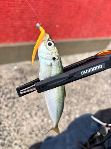 マルアジの釣果