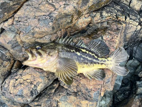 シマゾイの釣果