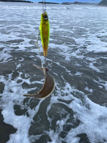 シタビラメの釣果