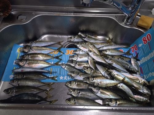 アジの釣果